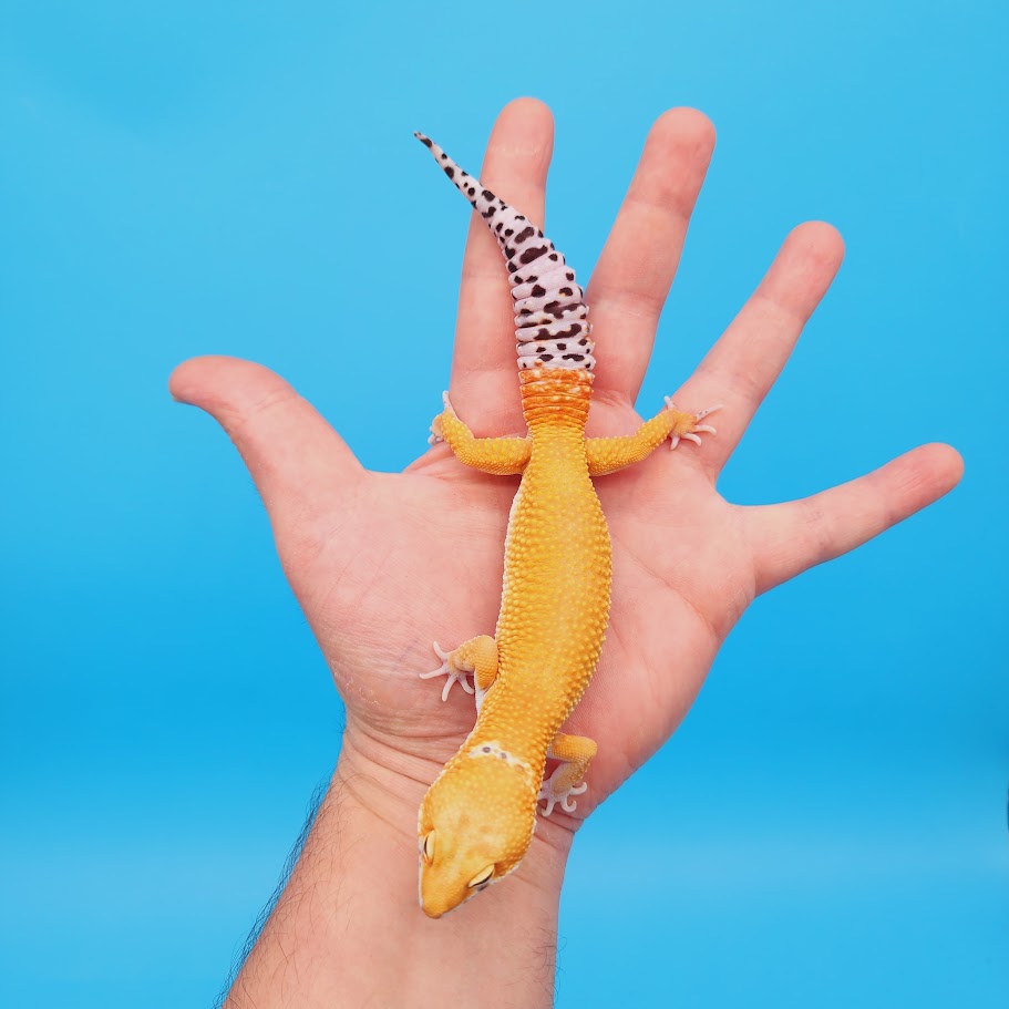 Male Mandarin Turcmenicus Super Hypo Leopard Gecko