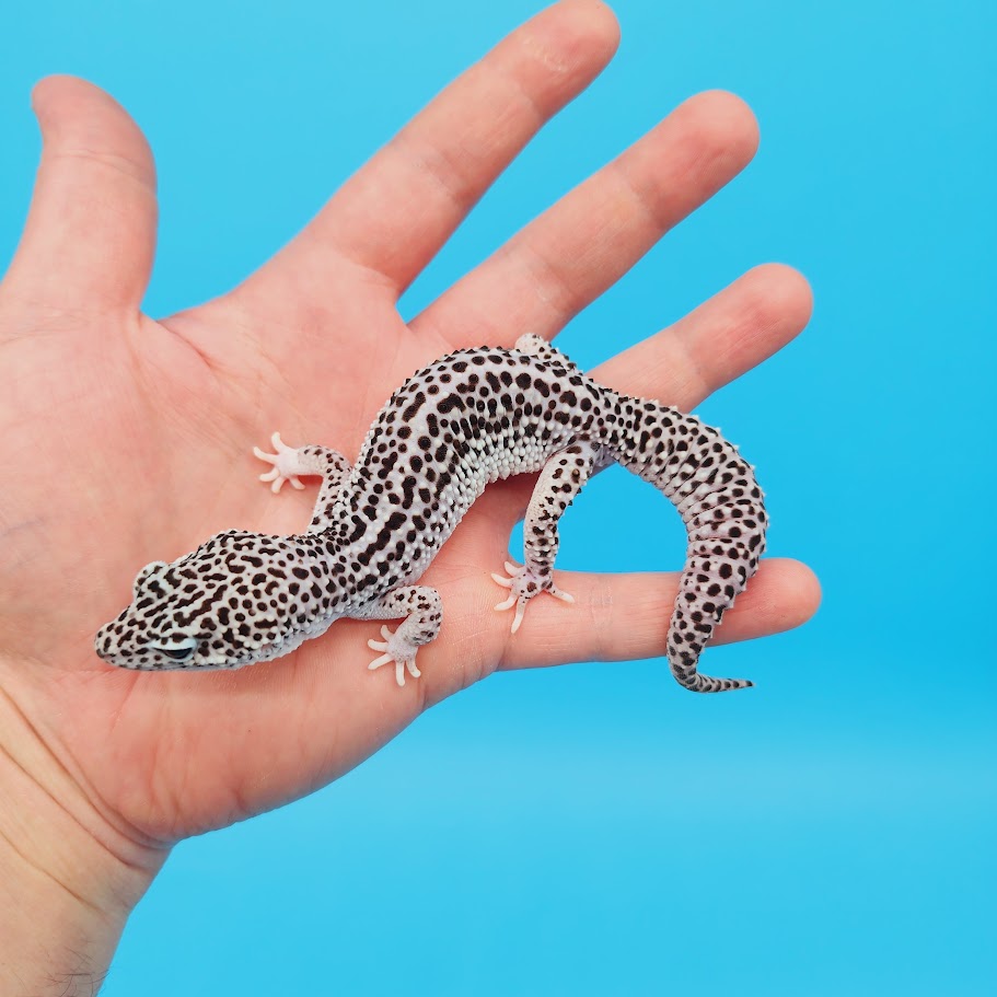 Male Afghanicus Super Snow Leopard Gecko (pet, slightly oddly bent front legs)