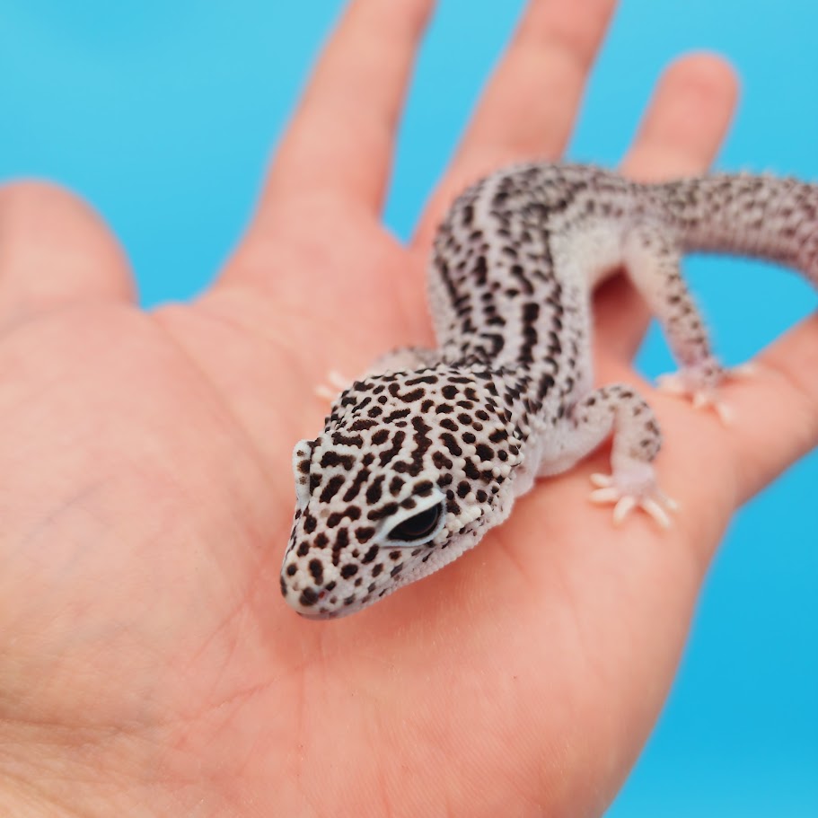 Male Afghanicus Super Snow Leopard Gecko (pet, slightly oddly bent front legs)