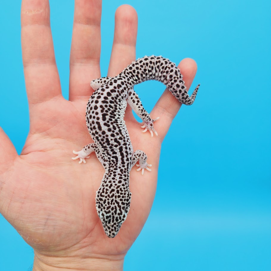 Male Afghanicus Super Snow Leopard Gecko (pet, slightly oddly bent front legs)