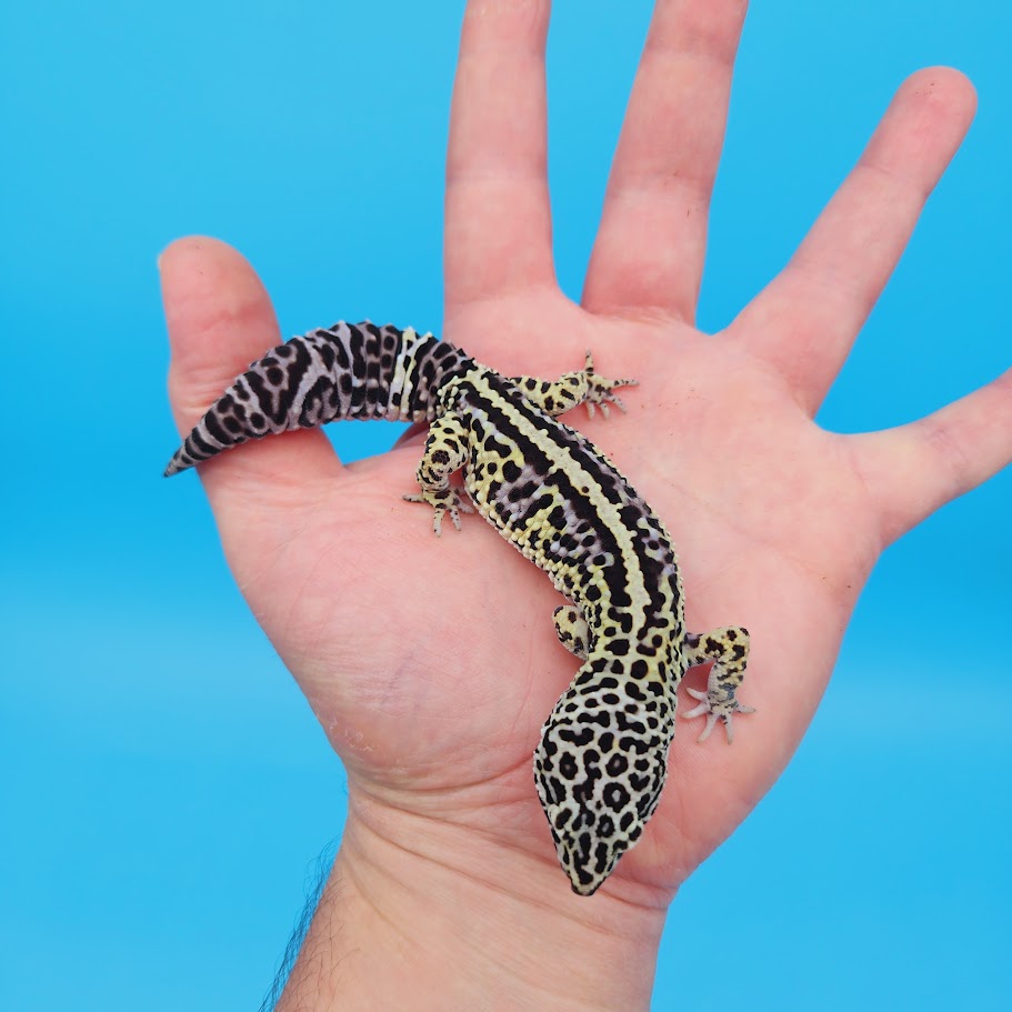 Female Afghanicus Mack Snow Leopard Gecko (pet, slightly oddly bent front legs)