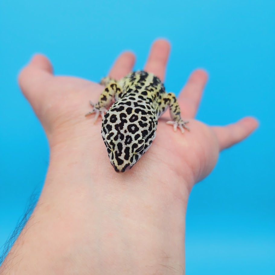 Female Afghanicus Mack Snow Leopard Gecko (pet, slightly oddly bent front legs)