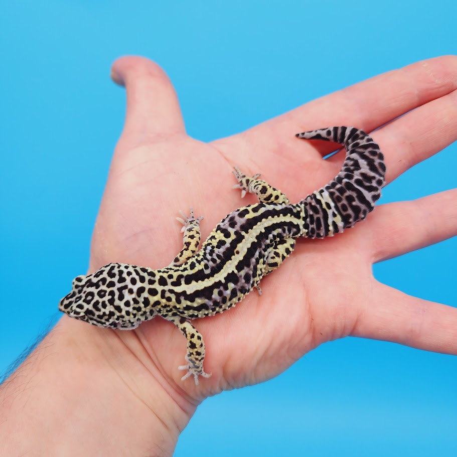 Female Afghanicus Mack Snow Leopard Gecko (pet, slightly oddly bent front legs)