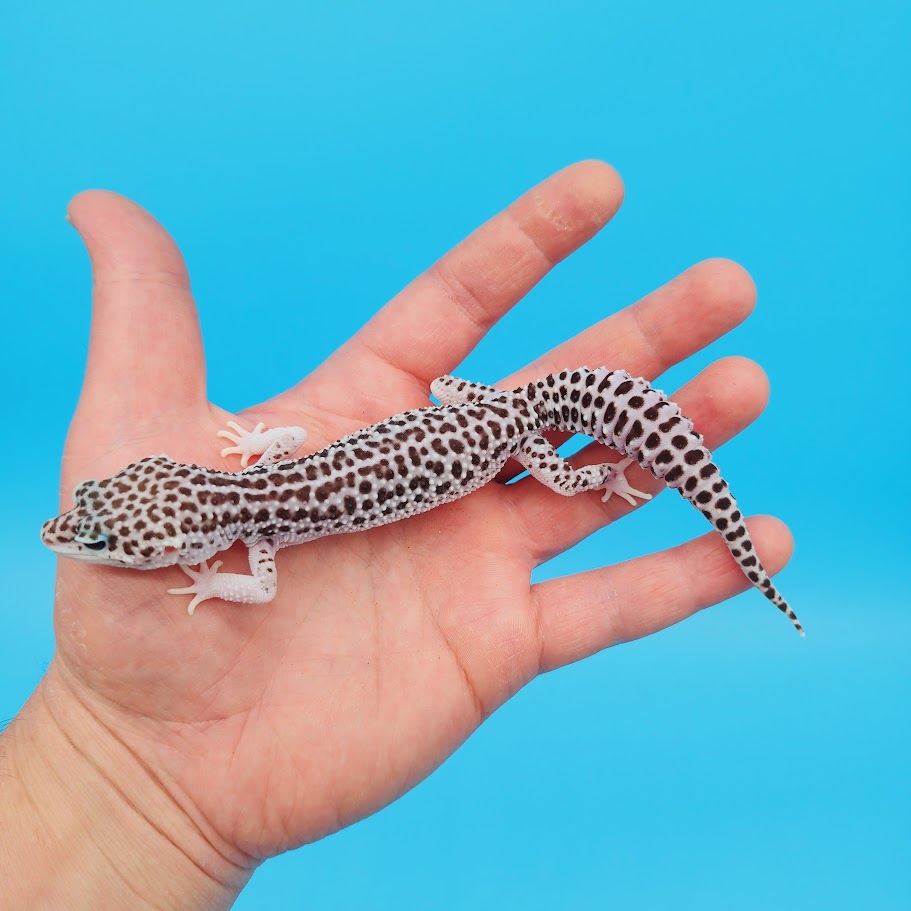 Female Super Snow Leopard Gecko (Afghan or Fasciolatus; lost ID tag)