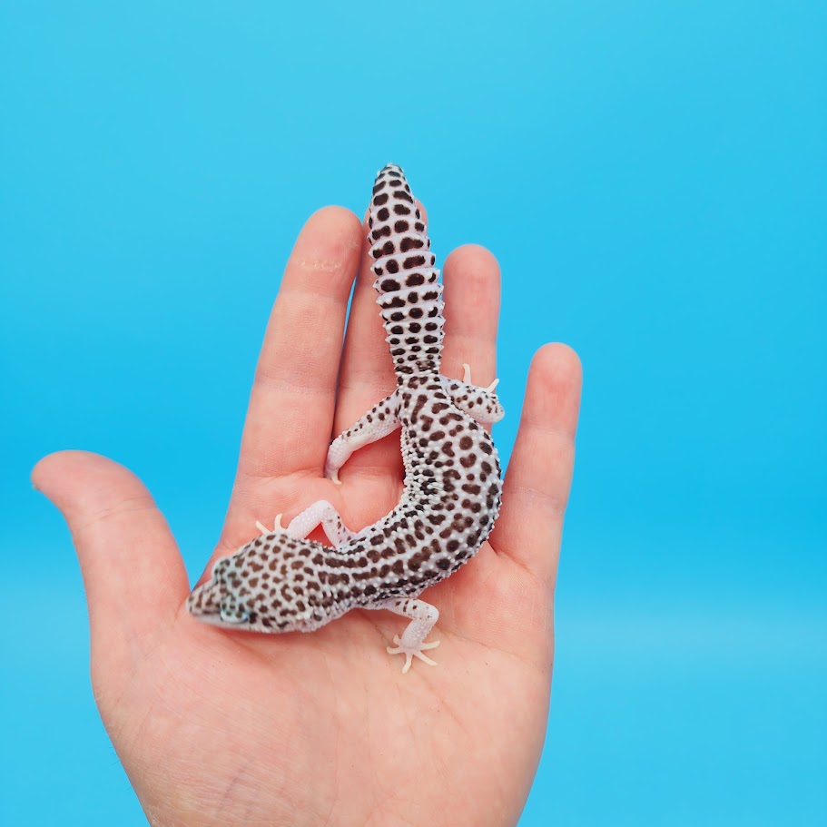 Female Super Snow Leopard Gecko (Afghan or Fasciolatus; lost ID tag)