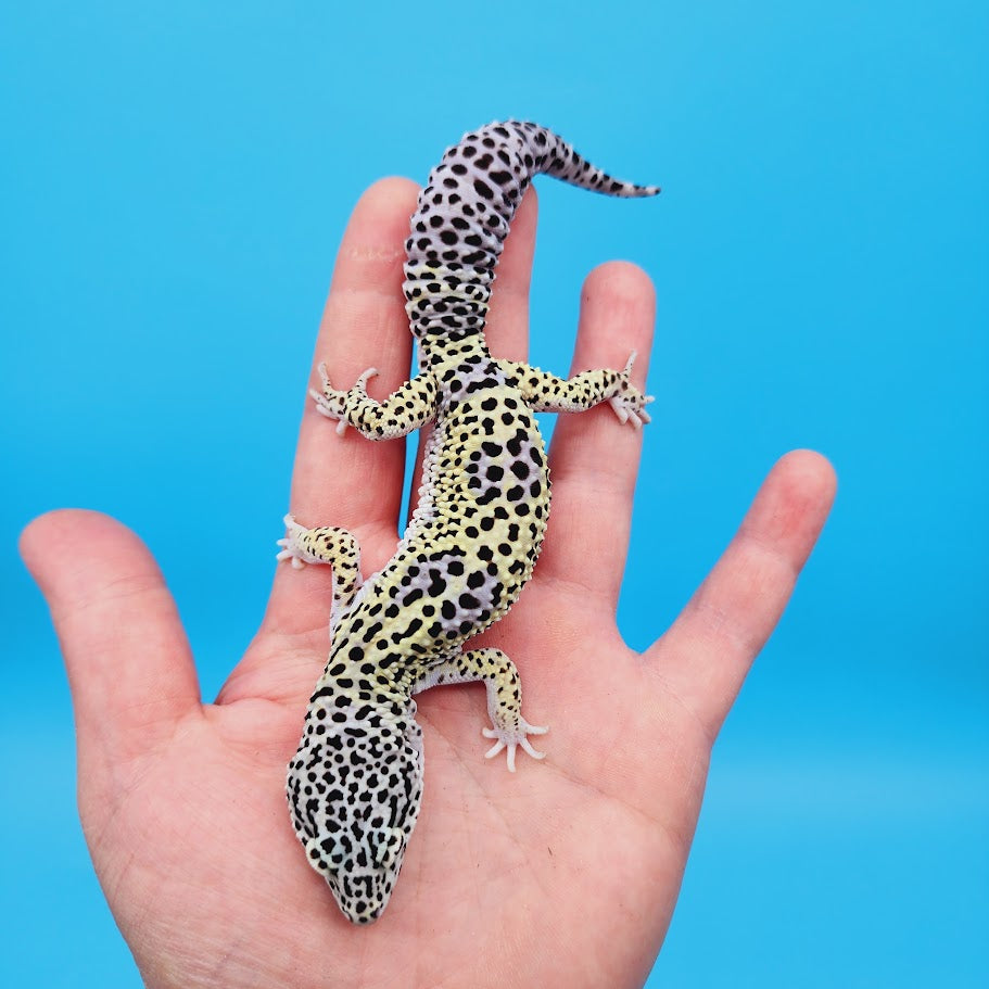 Male Afghanicus Mack Snow Leopard Gecko (pet; slightly oddly bent front legs)