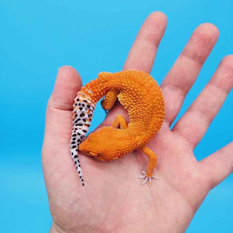 Female Mandarin Inferno Super Hypo Baldy Carrot Tail Leopard Gecko