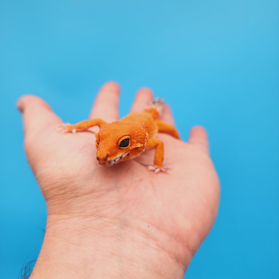 Female Mandarin Inferno Super Hypo Baldy Carrot Tail Leopard Gecko