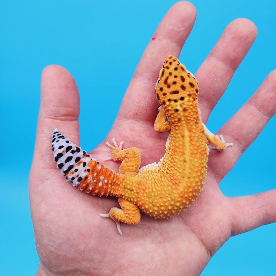 Female Mandarin Inferno Emerine Leopard Gecko (funny tail)