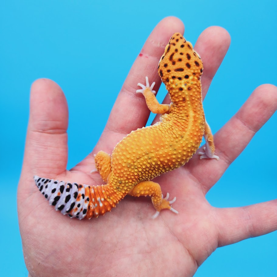 Female Mandarin Inferno Emerine Leopard Gecko (funny tail)