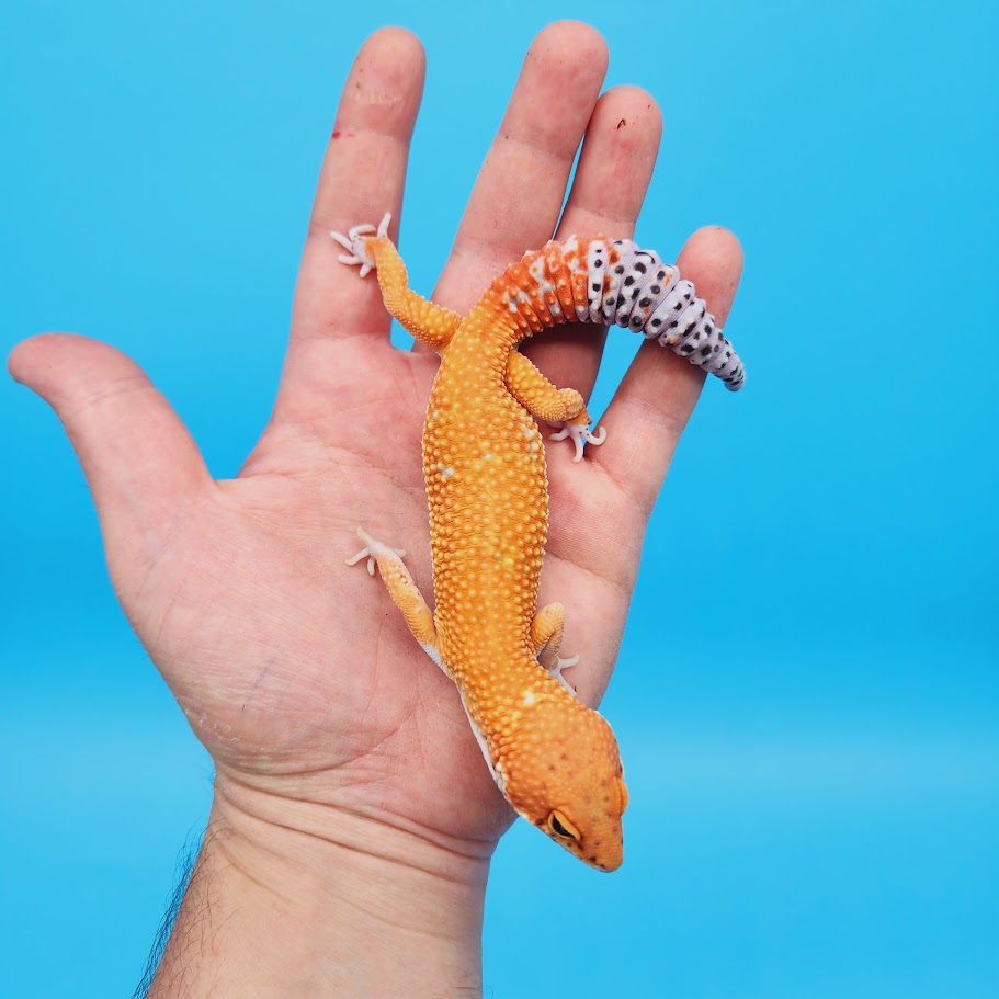 Male Mandarin Inferno White Spot Leopard Gecko