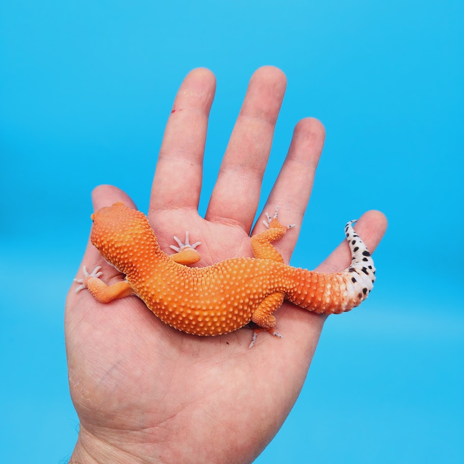 Male Mandarin Inferno Super Hypo Baldy Red Dragon Leopard Gecko (DEEP Orange)