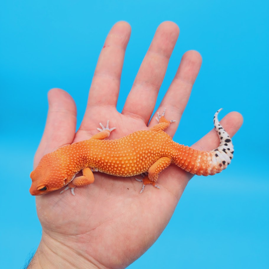 Male Mandarin Inferno Super Hypo Baldy Red Dragon Leopard Gecko (DEEP Orange)