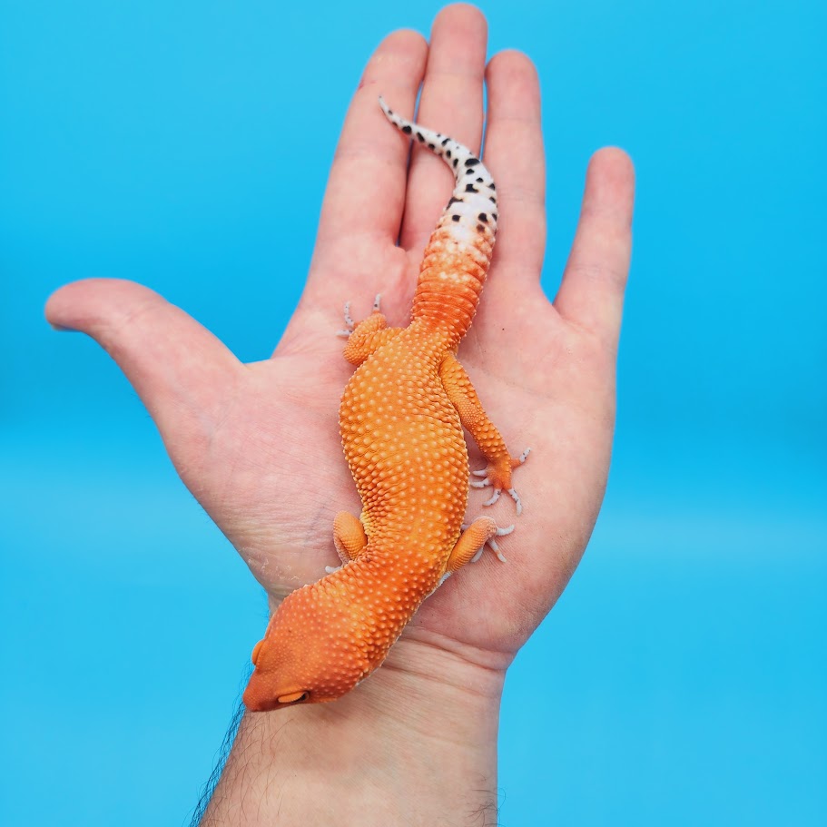 Male Mandarin Inferno Super Hypo Baldy Red Dragon Leopard Gecko (DEEP Orange)