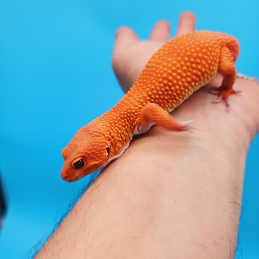 Male Mandarin Inferno Super Hypo Baldy Red Dragon Leopard Gecko (DEEP Orange)