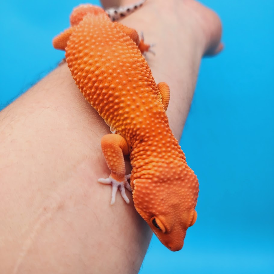Male Mandarin Inferno Super Hypo Baldy Red Dragon Leopard Gecko (DEEP Orange)