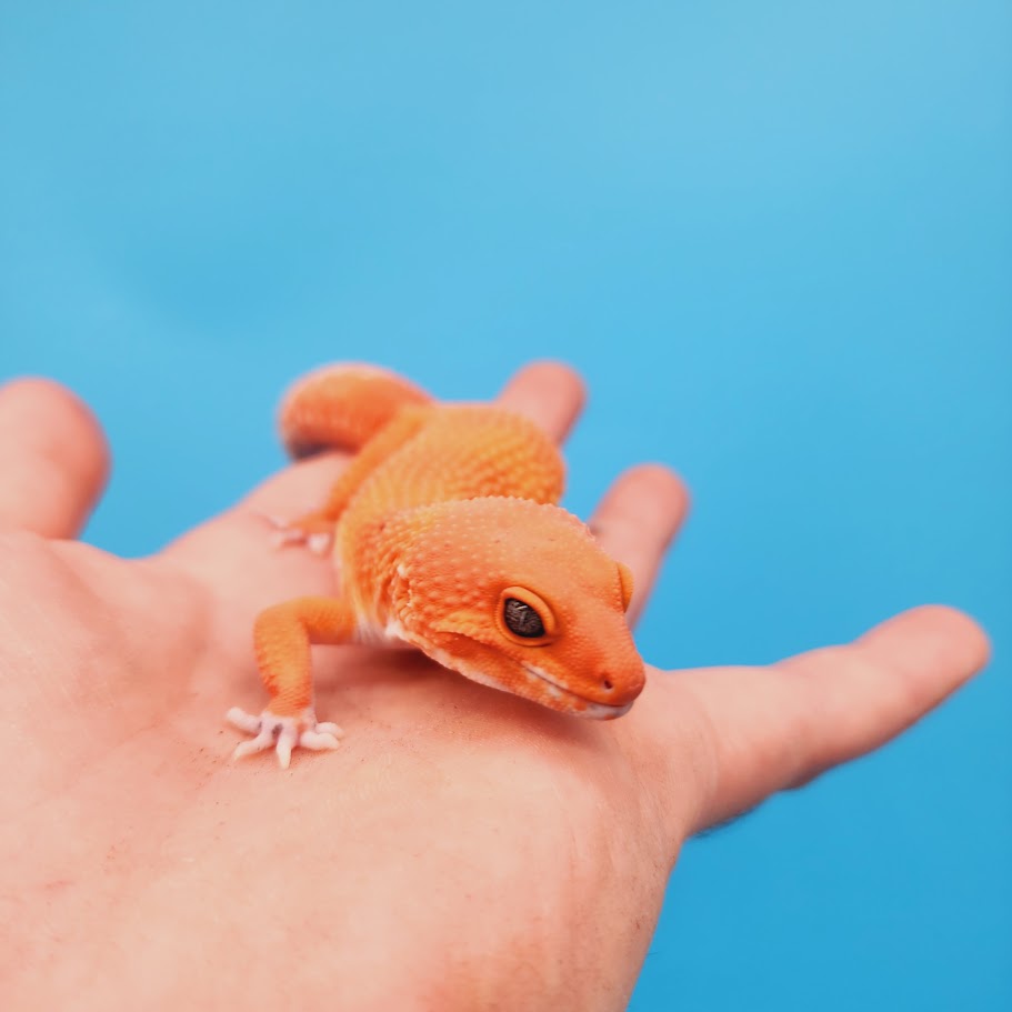Male Mandarin Inferno Super Hypo Baldy Red Dragon Leopard Gecko (DEEP Orange)