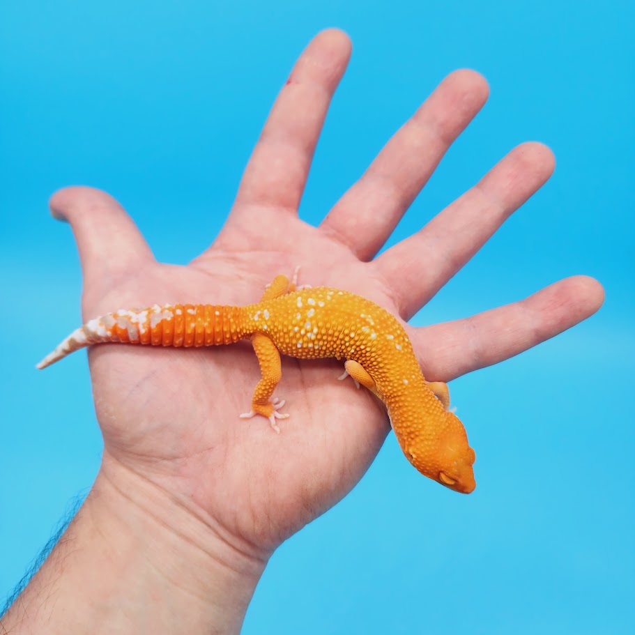 Female Mandarin Tremper Albino White Spot Leopard Gecko (slightly rounded tail tip; barely noticeable)