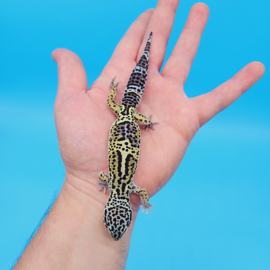 Female Black Night (50%) Afghanicus (25%) Turcmenicus (25%) Leopard Gecko (RARE project!)