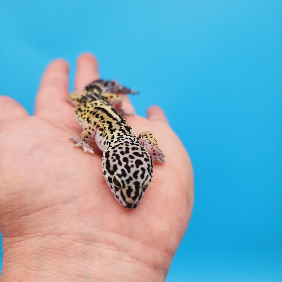 Female Black Night (50%) Afghanicus (25%) Turcmenicus (25%) Leopard Gecko (RARE project!)