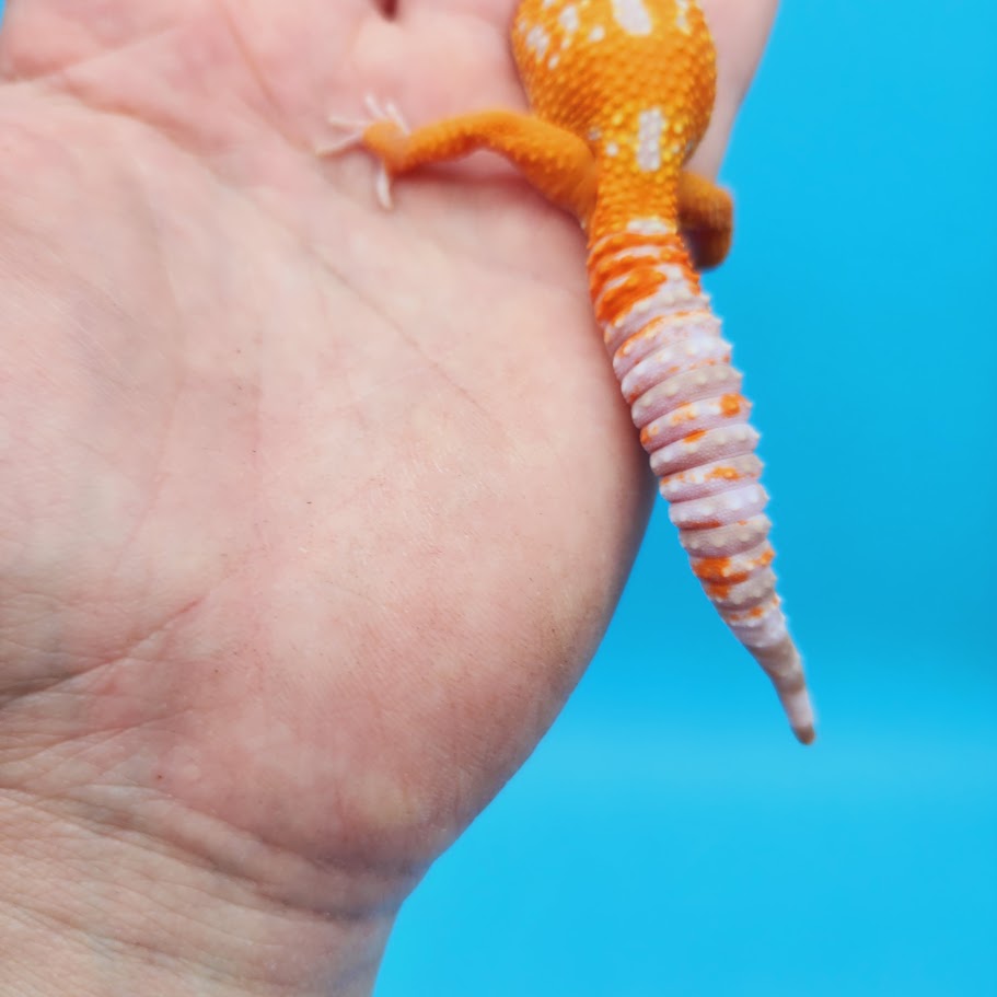 Female Mandarin Tremper Albino White Spot Leopard Gecko (slightly rounded tail tip)