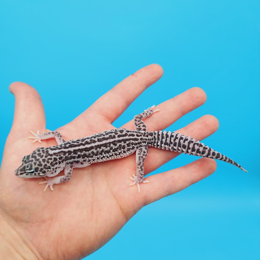 Male Afghanicus Super Snow Leopard Gecko (pet; slightly oddly bent front legs)