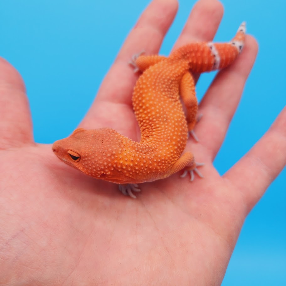 Male Mandarin Inferno Super Hypo Baldy Red Dragon Leopard Gecko (DEEP Orange; funny tail)