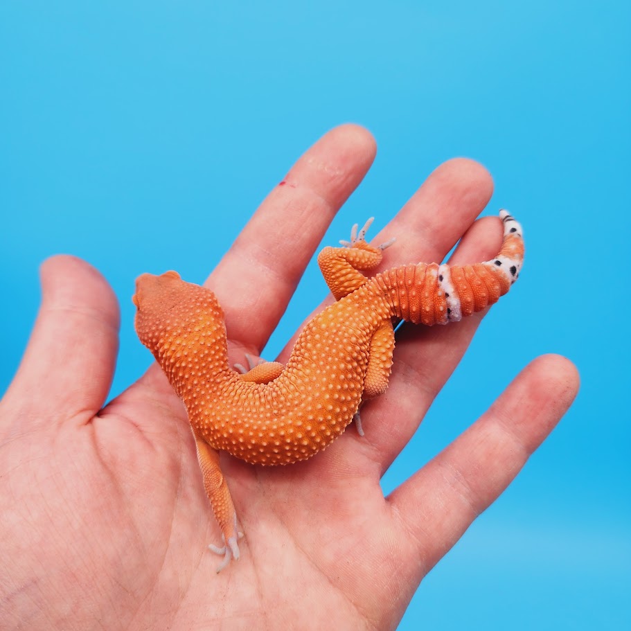 Male Mandarin Inferno Super Hypo Baldy Red Dragon Leopard Gecko (DEEP Orange; funny tail)