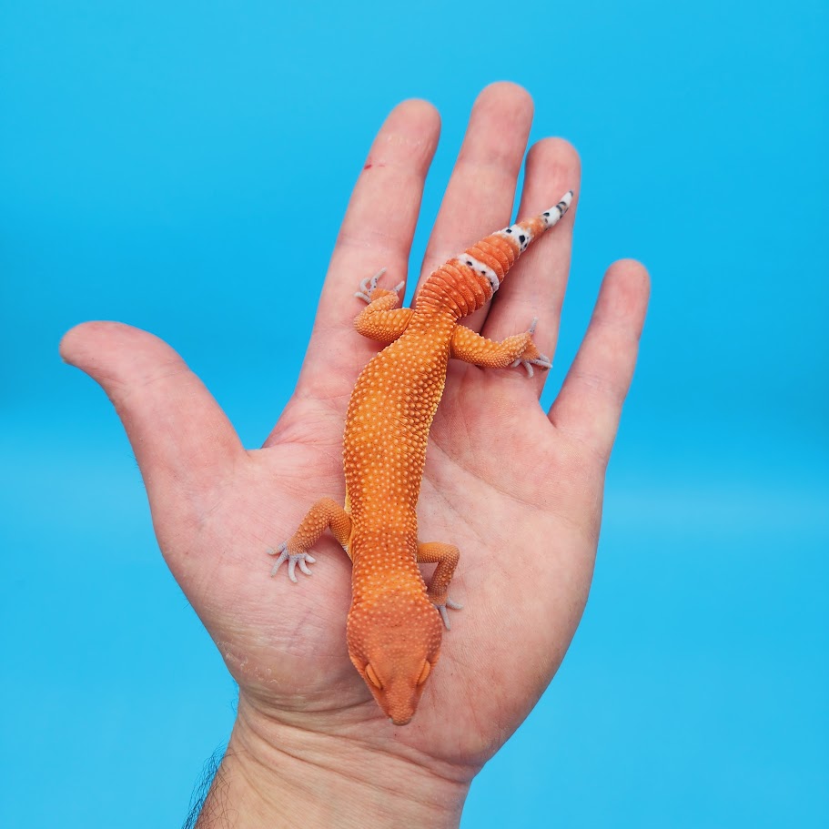 Male Mandarin Inferno Super Hypo Baldy Red Dragon Leopard Gecko (DEEP Orange; funny tail)