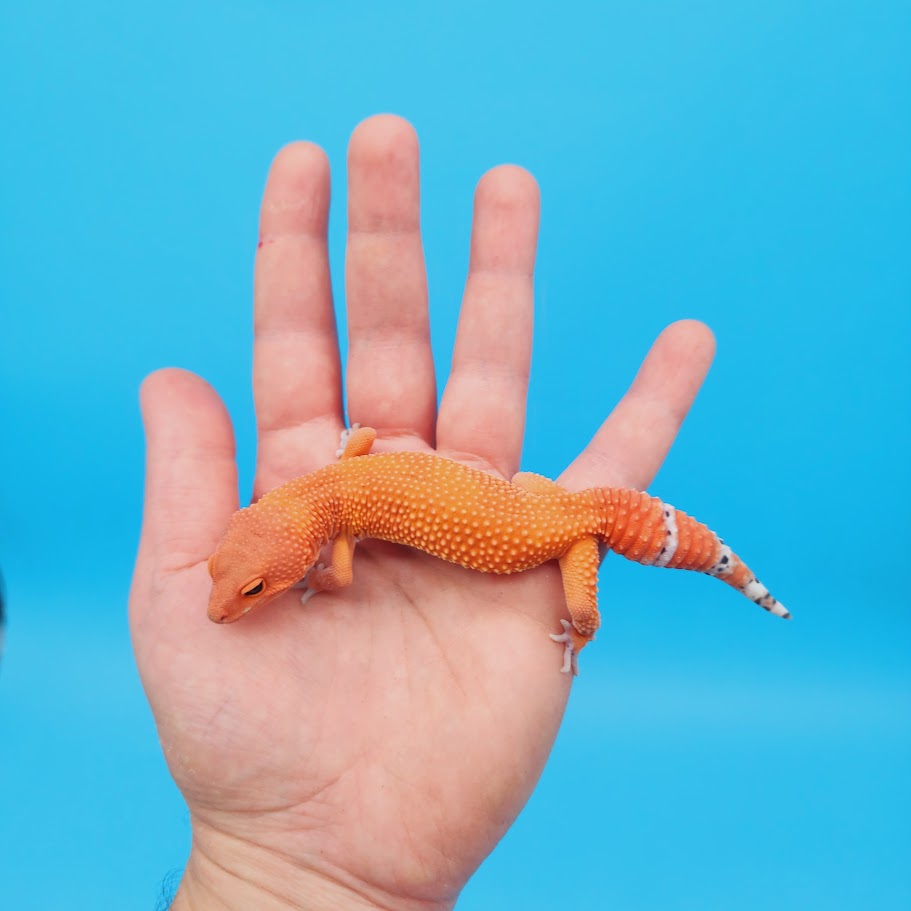 Male Mandarin Inferno Super Hypo Baldy Red Dragon Leopard Gecko (DEEP Orange; funny tail)