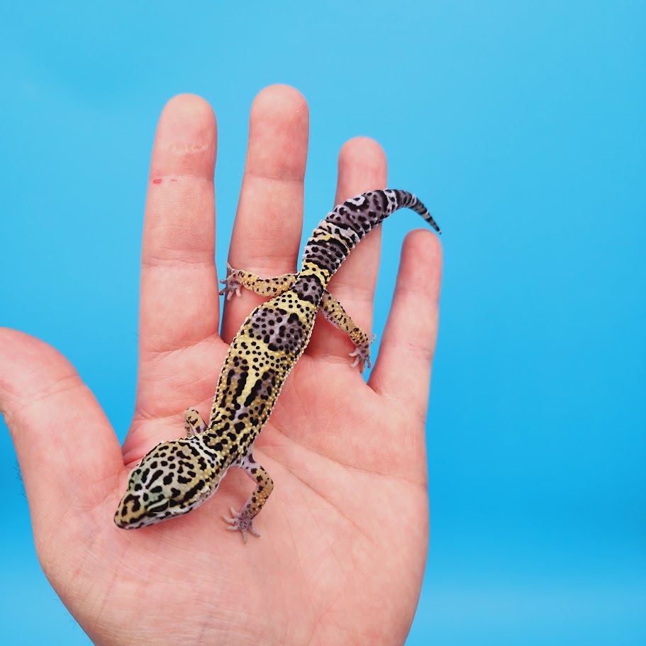 Female Black Night (50%) Afghanicus (25%) Turcmenicus (25%) Leopard Gecko (RARE project!)