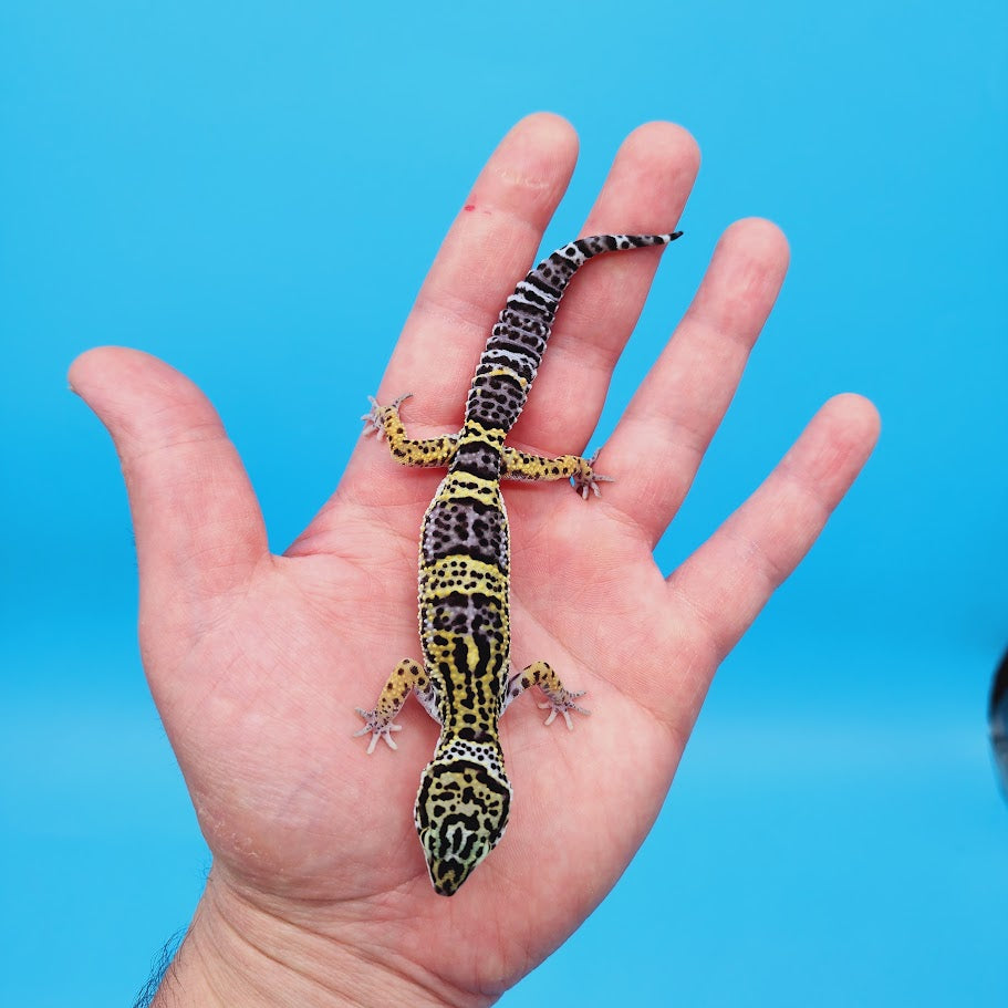Female Black Night (50%) Afghanicus (25%) Turcmenicus (25%) Leopard Gecko (RARE project!)