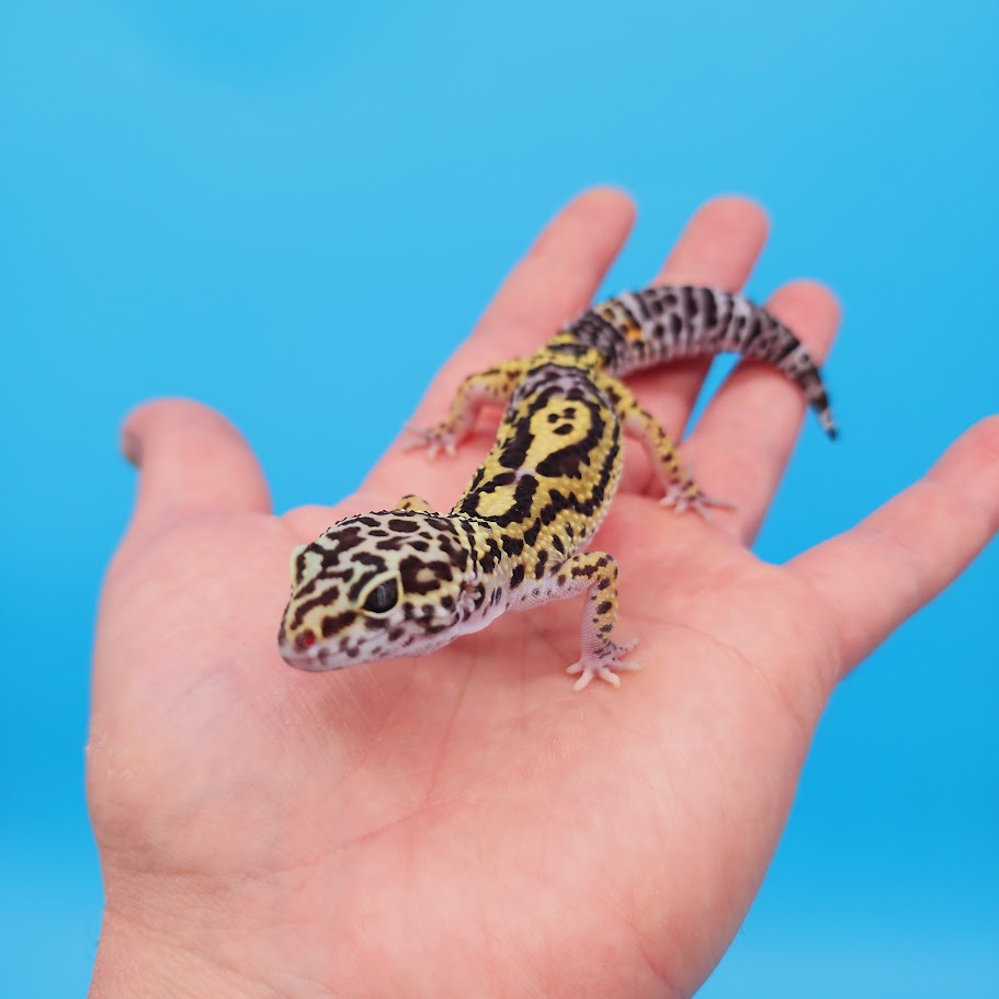 Female Black Night (50%) Afghanicus (25%) Turcmenicus (25%) Leopard Gecko (RARE project!)