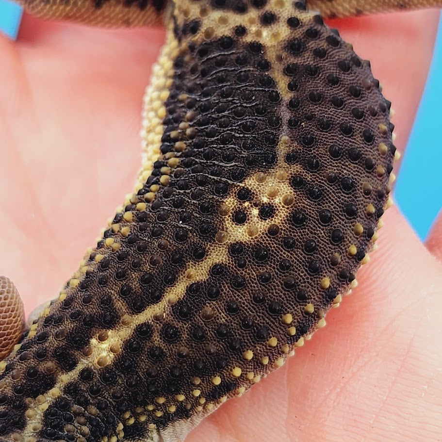 Male Black Night Leopard Gecko (High Quality)