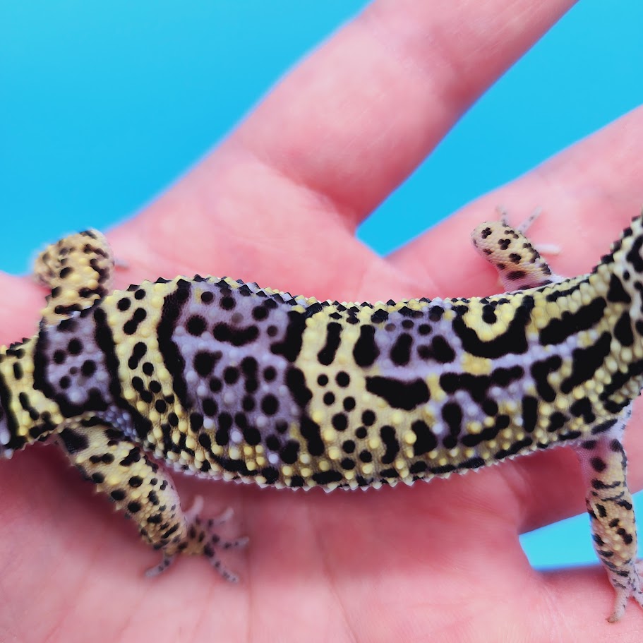Female Black Night (50%) Afghanicus (25%) Turcmenicus (25%) Leopard Gecko (RARE project!)