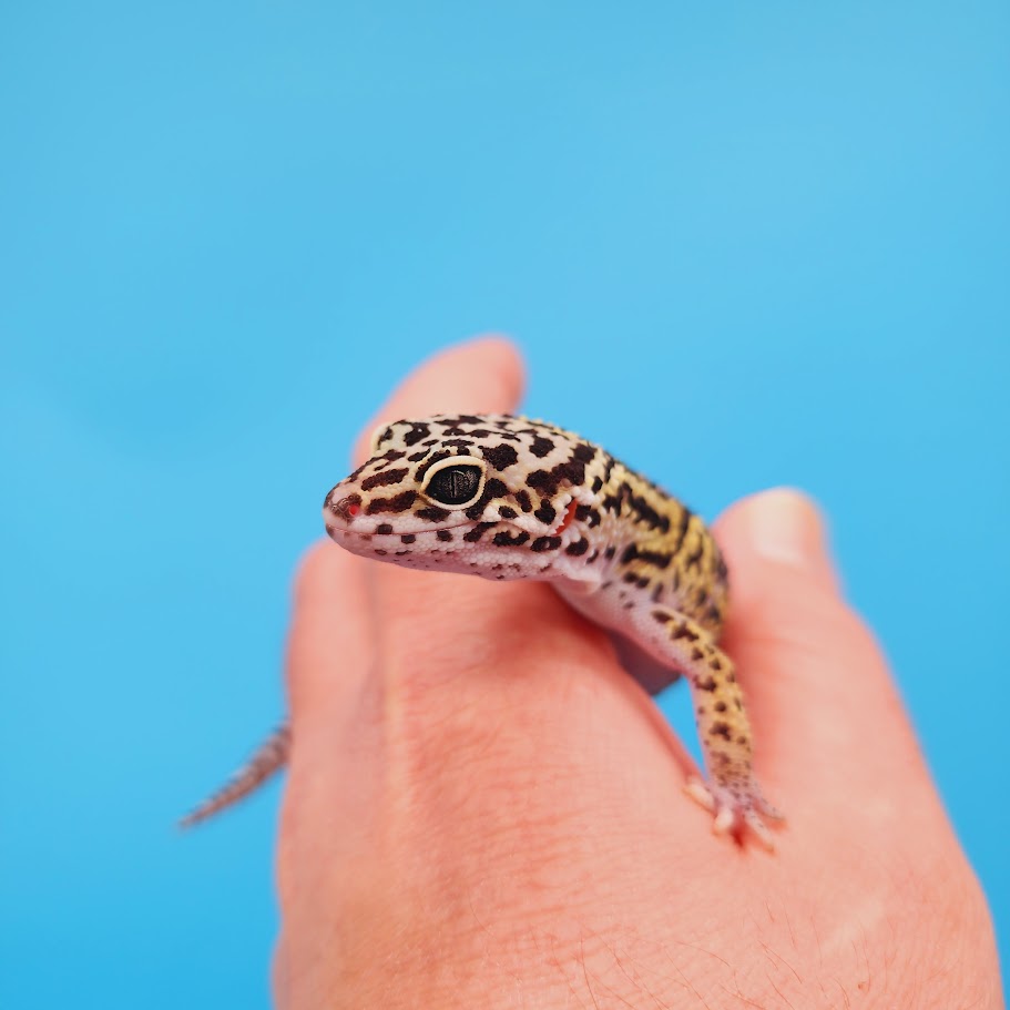 Female Black Night (50%) Afghanicus (25%) Turcmenicus (25%) Leopard Gecko (RARE project!)
