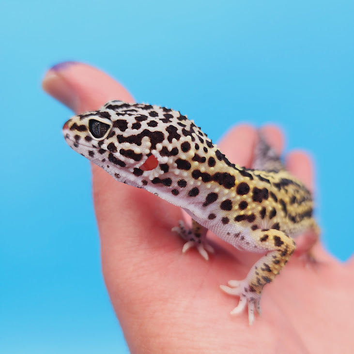 Female Black Night (50%) Afghanicus (25%) Turcmenicus (25%) Leopard Gecko (RARE project!)