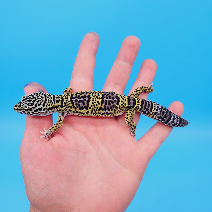 Female Black Night (50%) Afghanicus (25%) Turcmenicus (25%) Leopard Gecko (RARE project!)