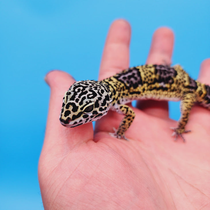 Female Black Night (50%) Afghanicus (25%) Turcmenicus (25%) Leopard Gecko (RARE project!)