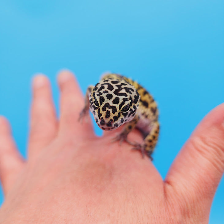 Female Black Night (50%) Afghanicus (25%) Turcmenicus (25%) Leopard Gecko (RARE project!)