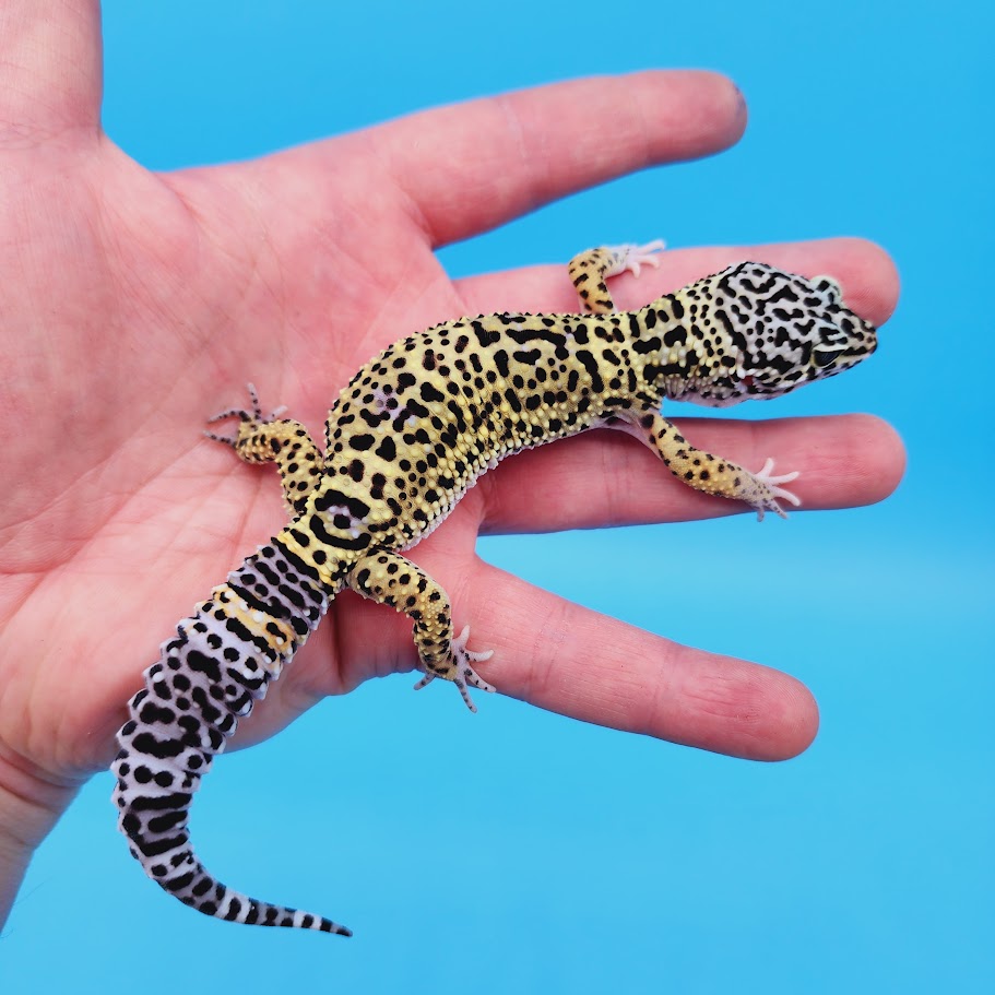 Female Black Night (50%) Afghanicus (25%) Turcmenicus (25%) Leopard Gecko (RARE project!)