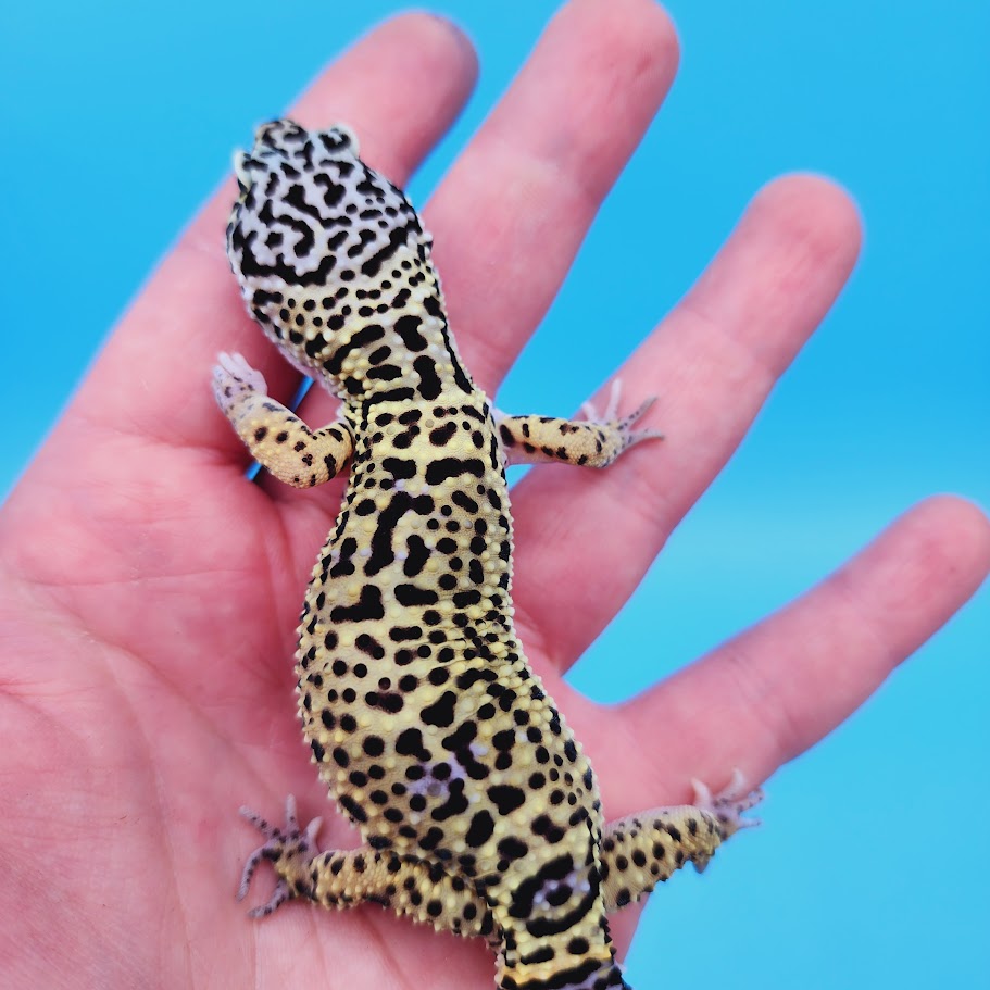 Female Black Night (50%) Afghanicus (25%) Turcmenicus (25%) Leopard Gecko (RARE project!)