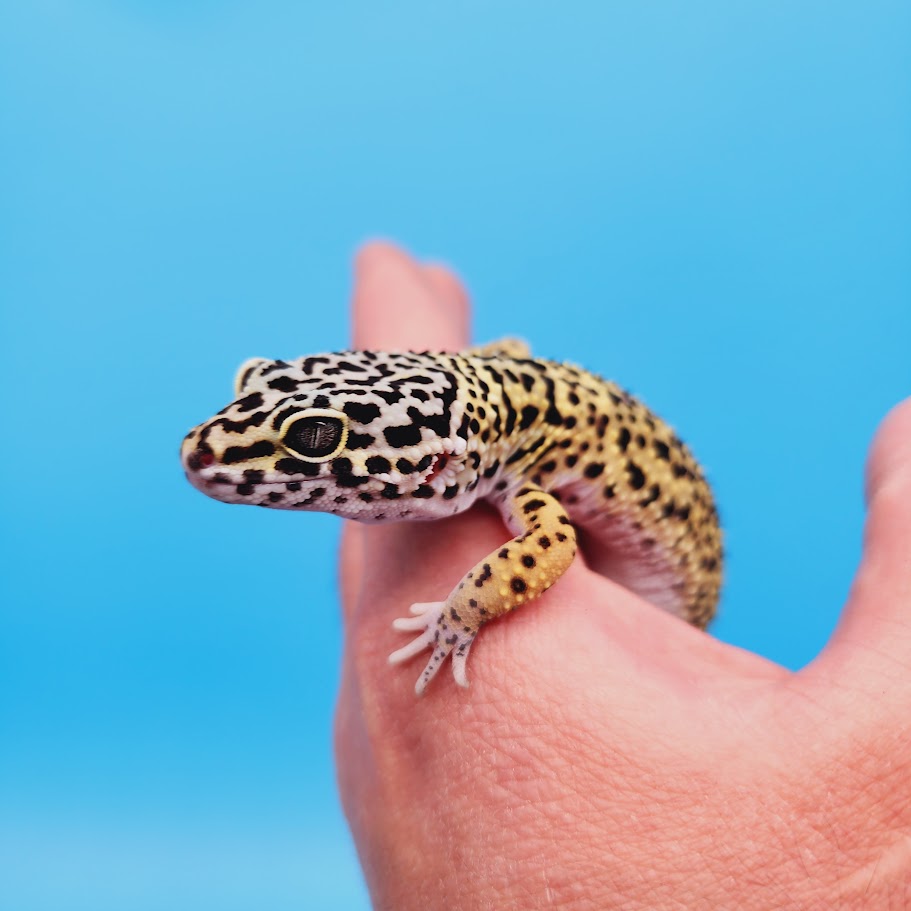 Female Black Night (50%) Afghanicus (25%) Turcmenicus (25%) Leopard Gecko (RARE project!)