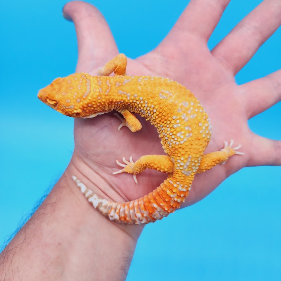 Male Mandarin Inferno Tremper White Spot Jungle Leopard Gecko