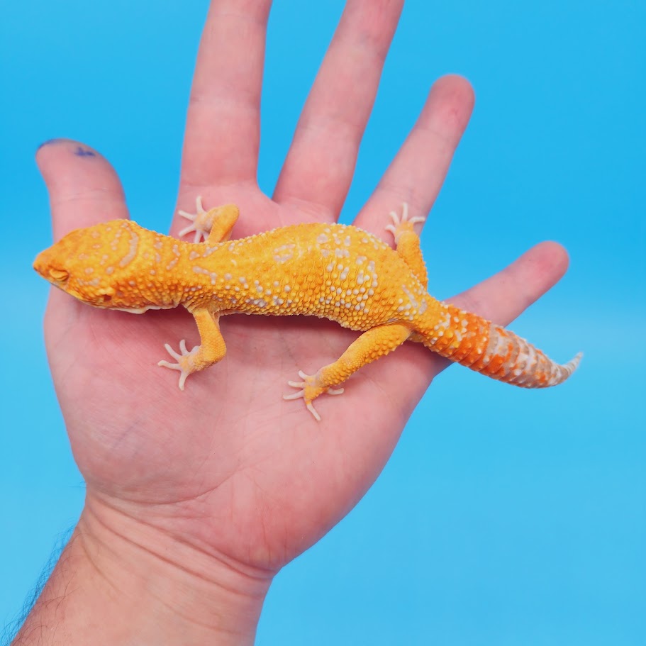 Male Mandarin Inferno Tremper White Spot Jungle Leopard Gecko