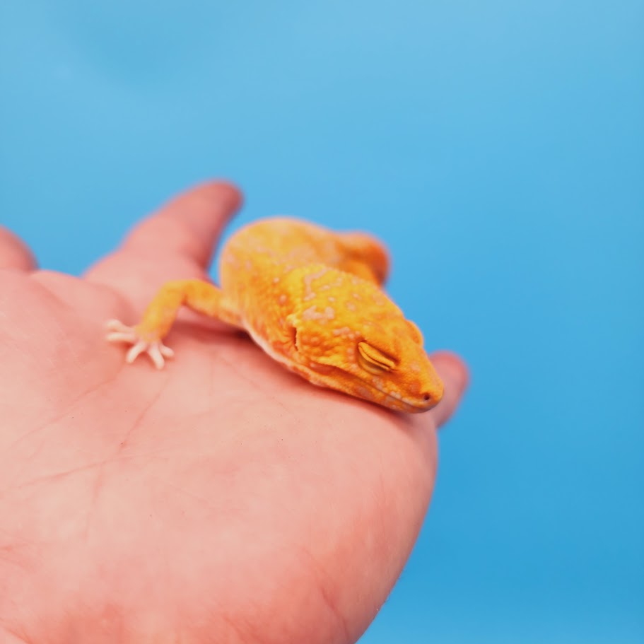 Male Mandarin Inferno Tremper White Spot Jungle Leopard Gecko