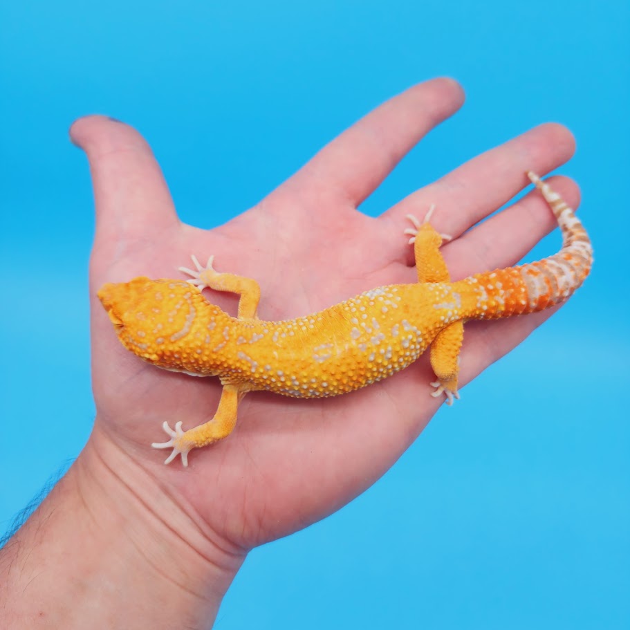 Male Mandarin Inferno Tremper White Spot Jungle Leopard Gecko