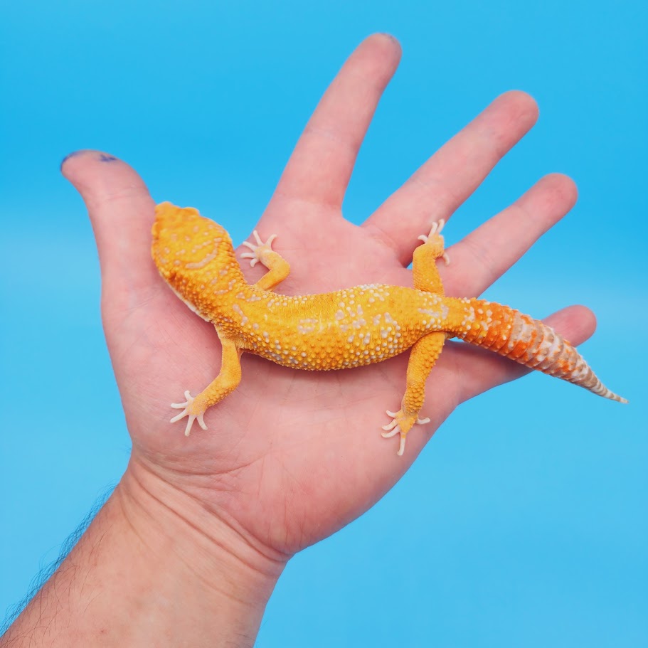 Male Mandarin Inferno Tremper White Spot Jungle Leopard Gecko