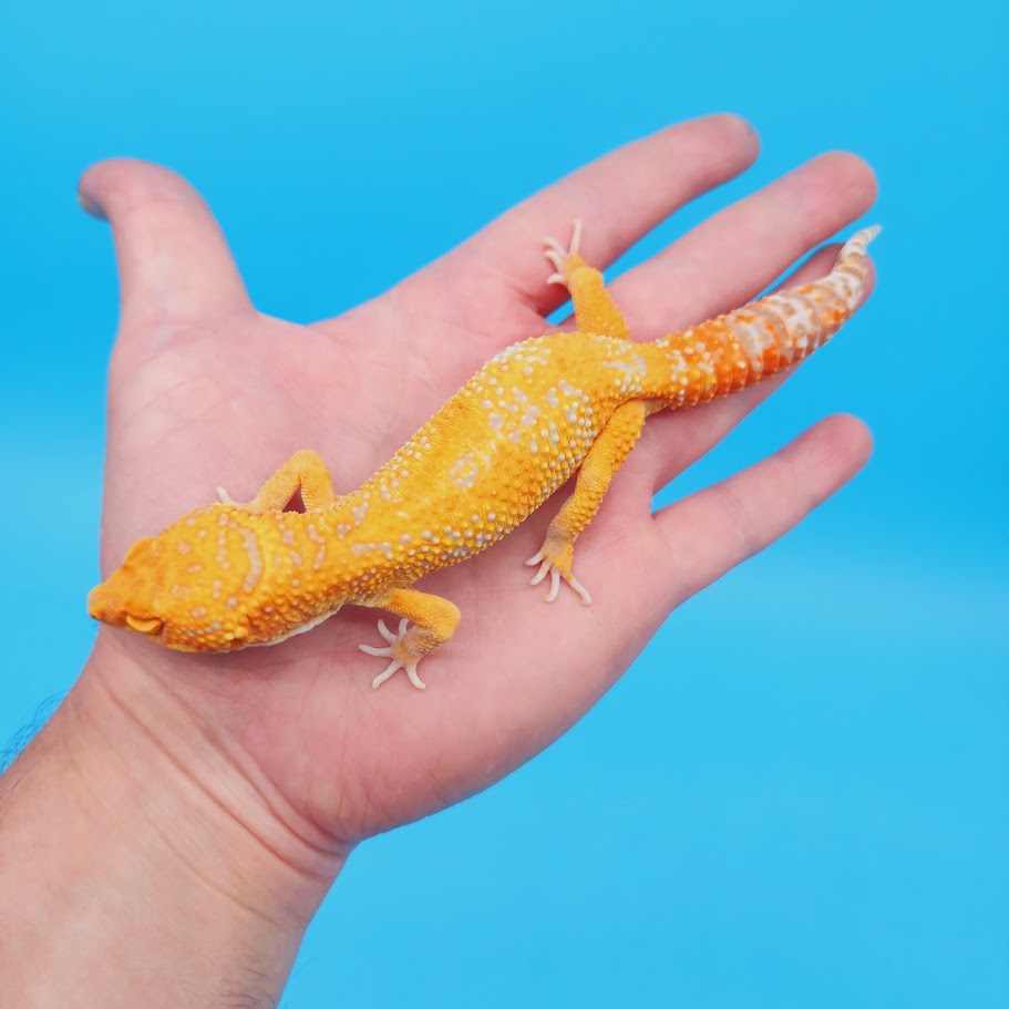 Male Mandarin Inferno Tremper White Spot Jungle Leopard Gecko