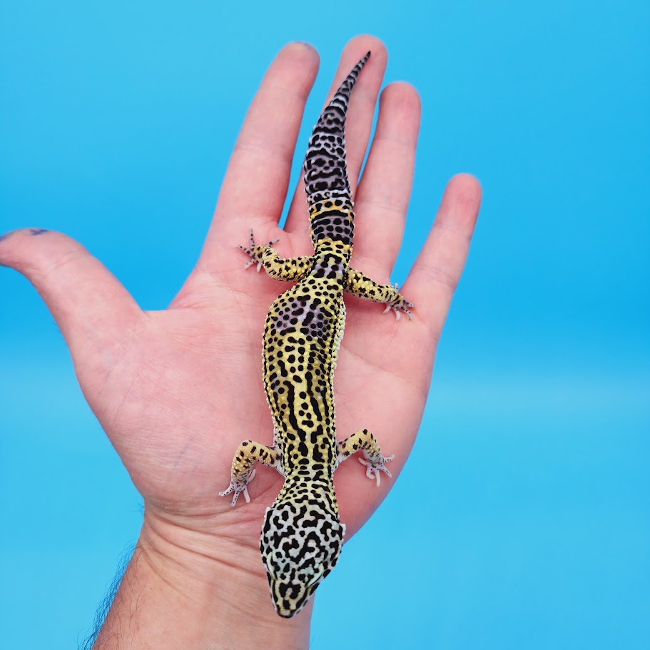 Female Black Night (50%) Afghanicus (25%) Turcmenicus (25%) Leopard Gecko (RARE project!)